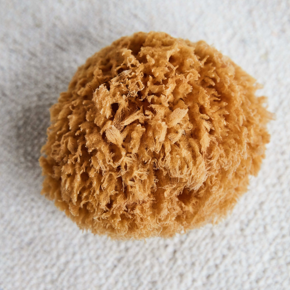 Svamp "Bahamas" Svamp "Bahamas"