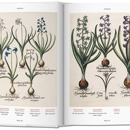 Florilegium - The book of plants Florilegium