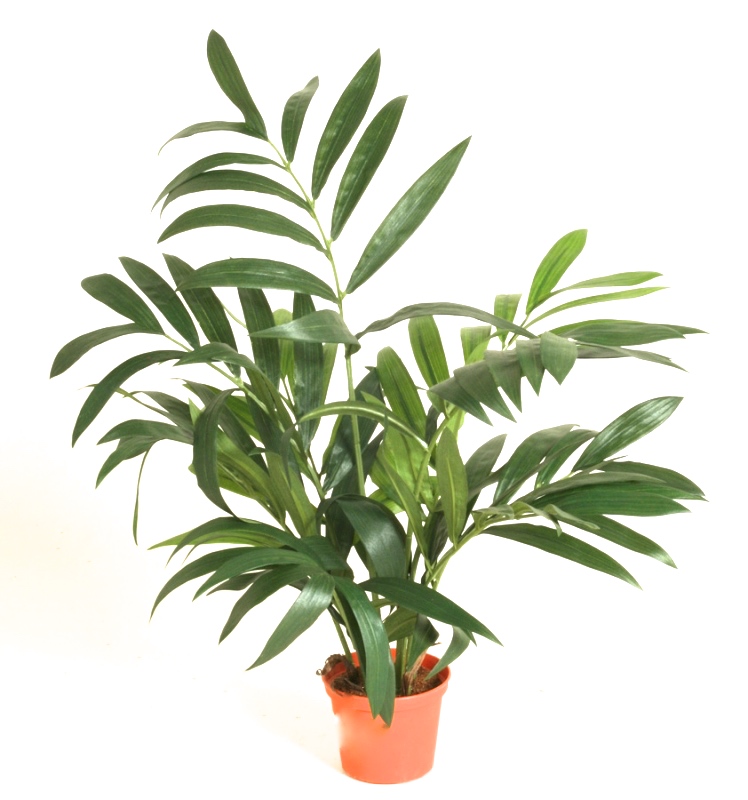 5903 1 - Plante - Parlour Palm 45 cm