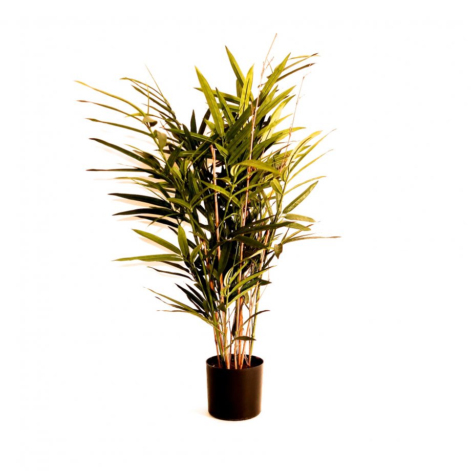 IMG 0822 920x920 - Plante - Bambus