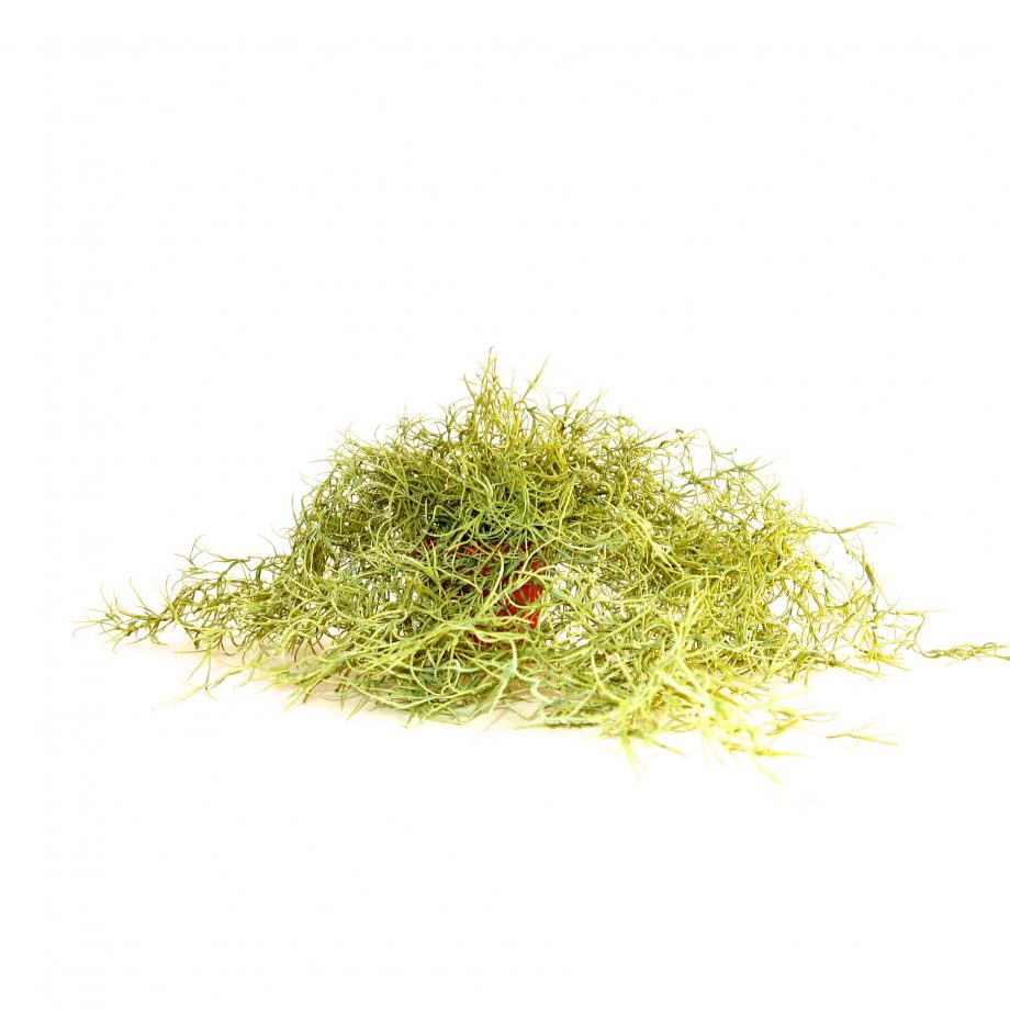IMG 0836 920x920 - Plante - Spanish moss