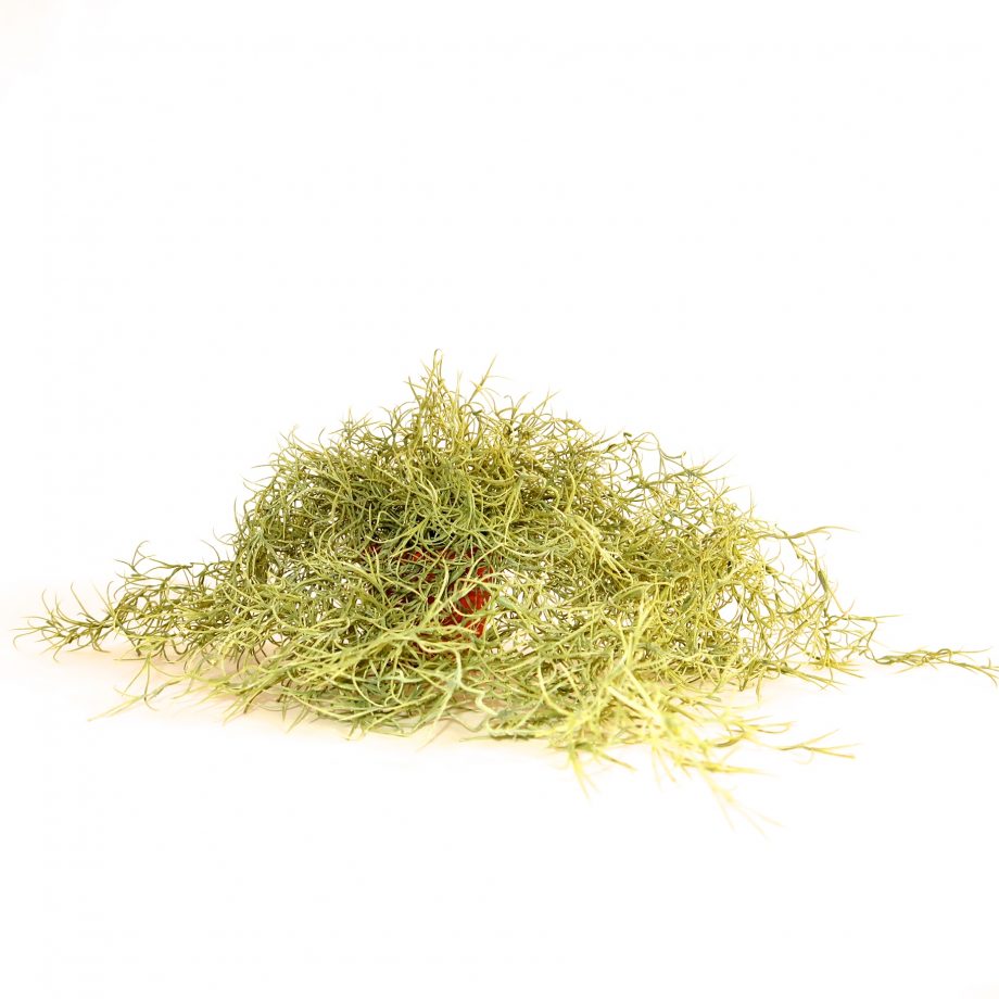IMG 0838 920x920 - Plante - Spanish moss