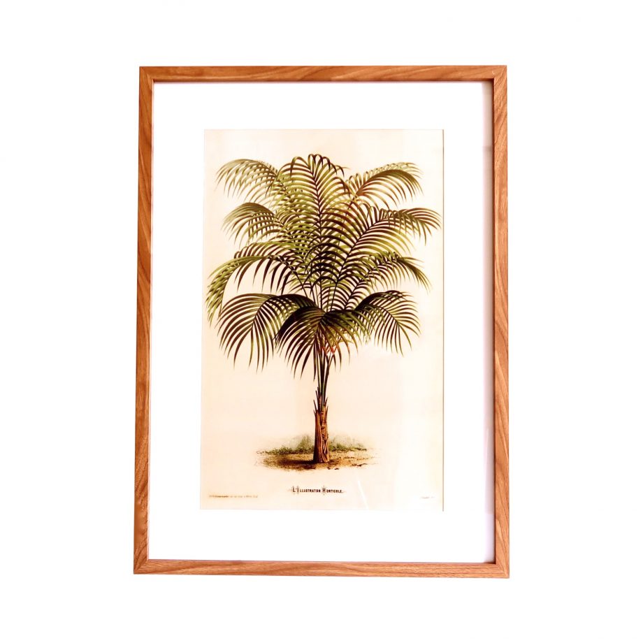 IMG 1774 1 920x920 - Bilde med ramme - Vintage palme