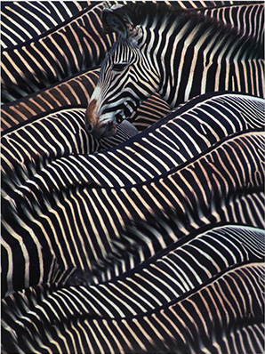 Zebra in Samburu ink treramme Zebra in Samburu ink treramme