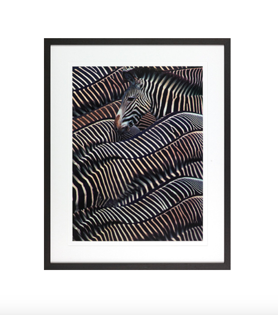 Zebra in Samburu ink treramme Zebra in Samburu ink treramme