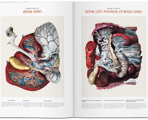 Atlas of human anatomy and surgery Atlas av menneskelig anatomi og kirurgi