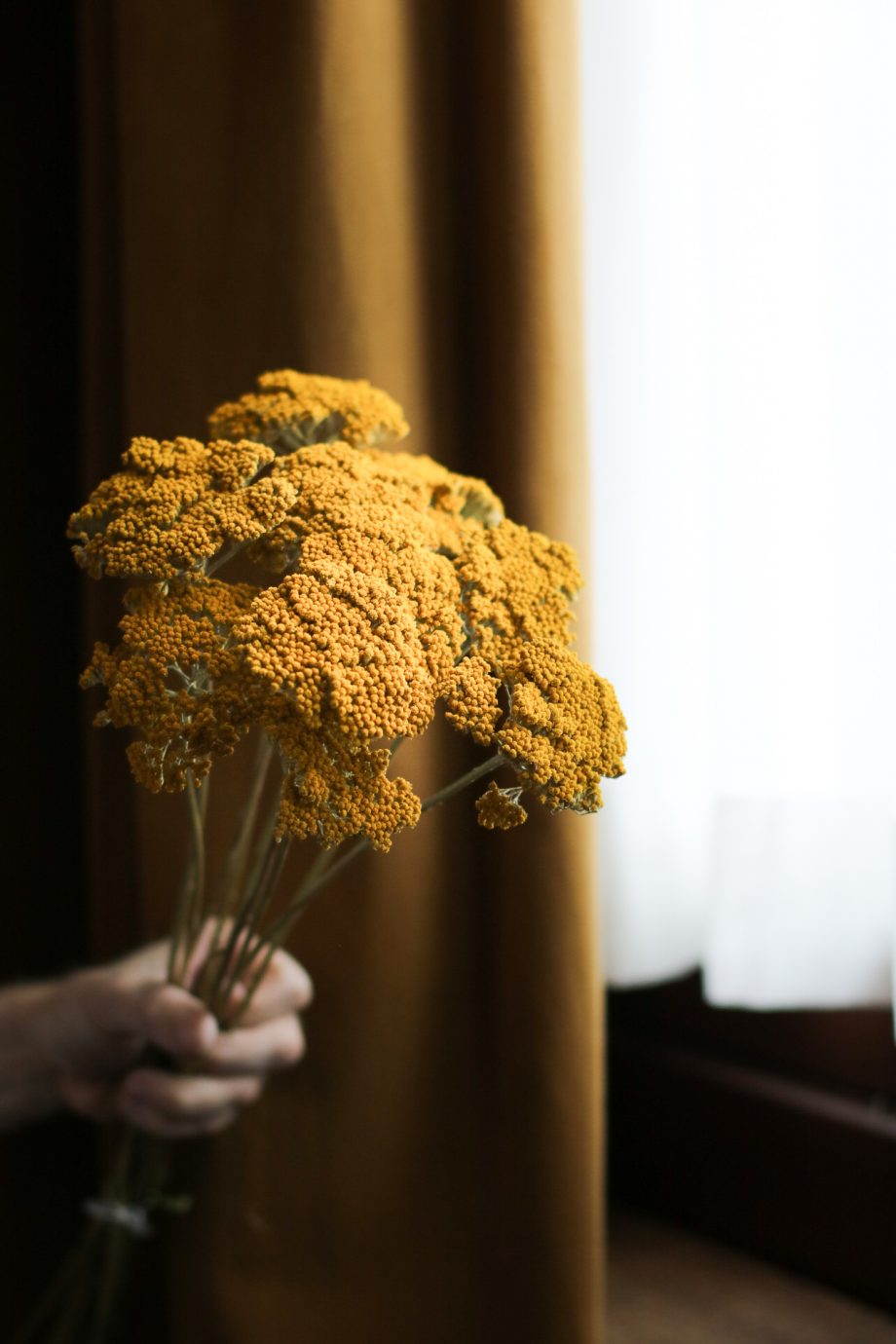 IMG 1815 2 920x1380 - Achillea Parker - Natural Yellow