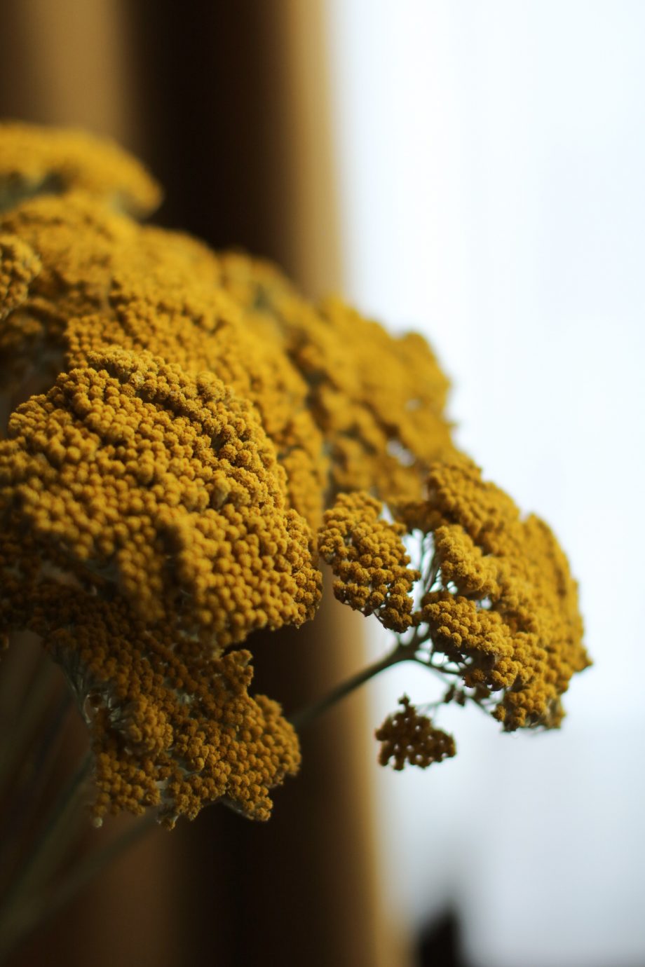 IMG 1816 920x1380 - Achillea Parker - Natural Yellow