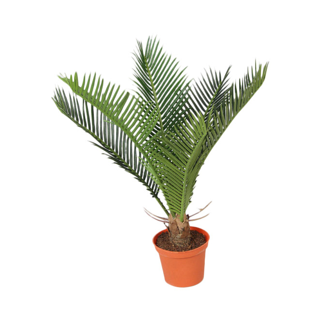 5735 - Cycas Palm - 32 cm