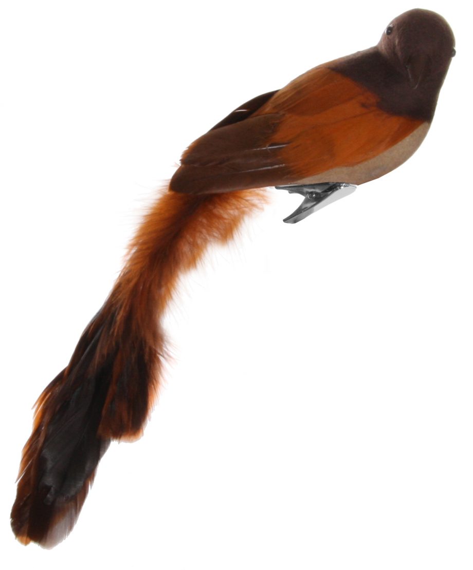 50024 920x1110 - Fugl - Feather bird, brown