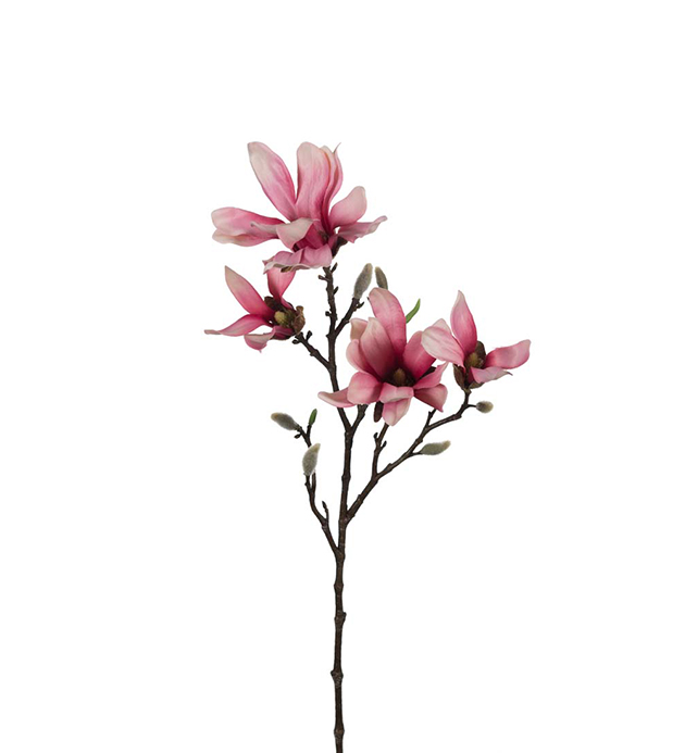 Snittblomst - Magnolia, rosa Snittblomst - Magnolia, rosa