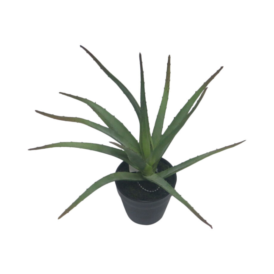 2367 Copy 1 920x920 - Plante - Aloe in pot