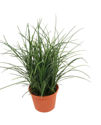 5894 Copy 1 350x435 - Plante - Grass in pot
