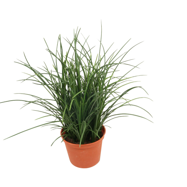 5894 Copy 1 - Plante - Grass in pot