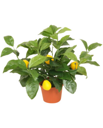 5924 1 350x435 - Plante - Lemon