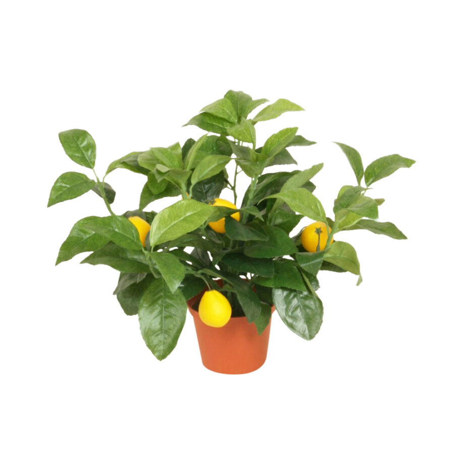 5924 1 920x920 - Plante - Lemon