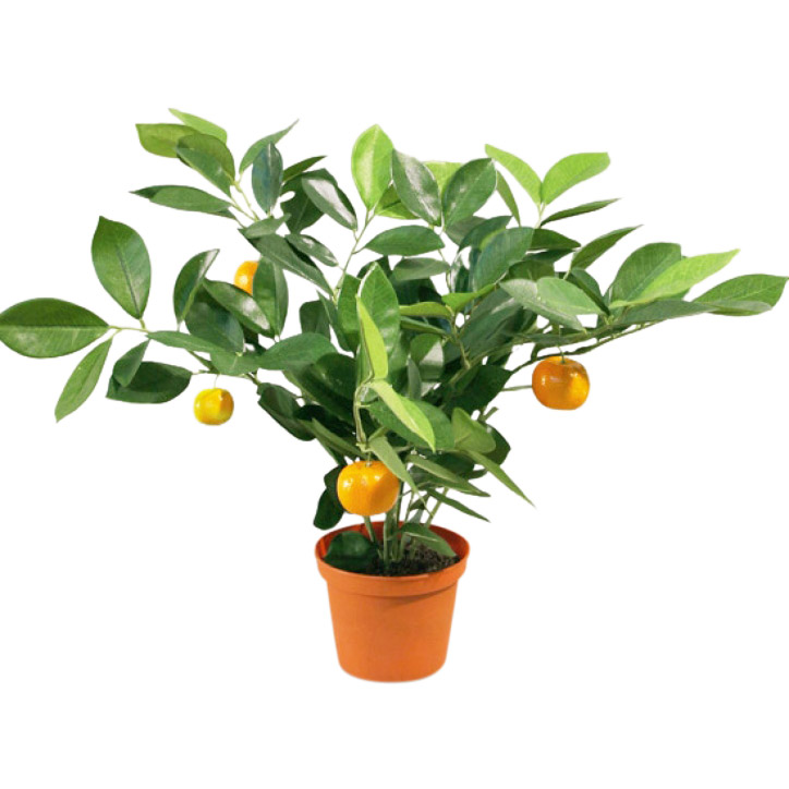 801 1 Copy 1 - Plante - Citrus 32 cm